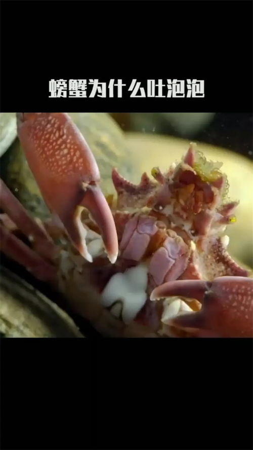 螃蟹为什么会吐泡泡竟然因为这些 