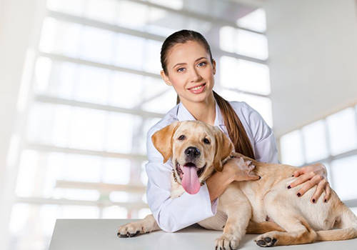 狗狗得了关节炎能自行恢复吗 护理患有关节炎狗狗的方法参考