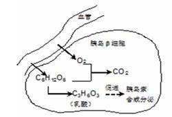 下图为细胞核结构模式图.下列有关叙述不正确的是A.①主要由DNA和蛋白质组成.在细胞分裂不同时期呈现不同状态B.②是产生核糖体.mRNA和合成蛋白质的场所C.③在细胞周期中发生周期性变化 