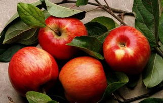 坐月子能吃萝卜和苹果吗,坐月子可以吃苹果吗？