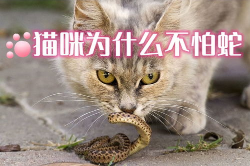 猫咪为什么不怕蛇 