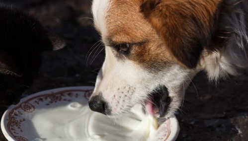 狗狗可以喝酸奶吗 