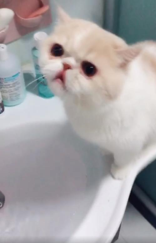 猫猫也怕洗澡哦,猫猫很怕水吗 