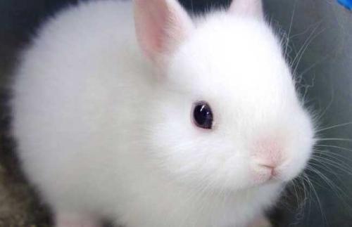 兔子的尿是白色的怎么办 