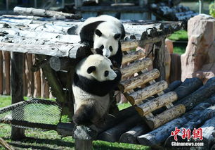 国庆假期首日 长春熊猫姐妹卖萌撒欢 