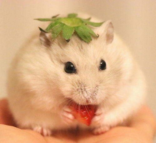 糯米团子一样的小仓鼠,抱着最爱的草莓不撒手