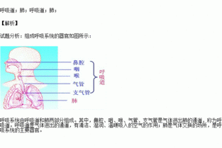 呼吸系统造句-呼气怎么造句？