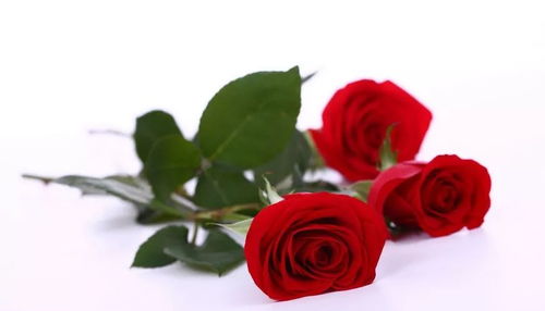 橘玫瑰的花语,橘玫瑰：热情、积极、豁达的浪漫之花