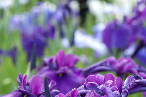 紫色水晶花花语,水晶花花语