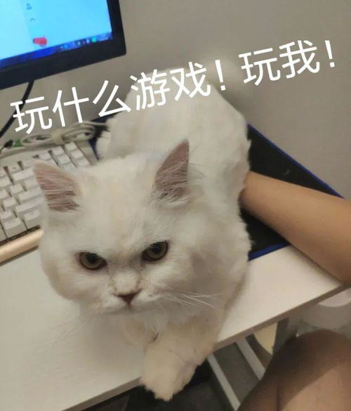 好好的男生,一旦养了猫就成这样...