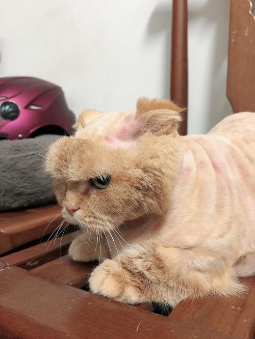 猫咪被主人剃光,丑得像只凶狠吉娃娃 这竟是为它好