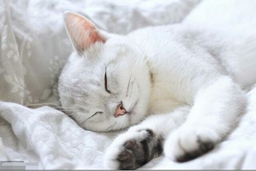 为什么猫咪喜欢睡床上 这5个原因你可能想不到,看完不淡定了