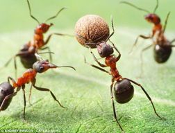 三只蚂蚁(三只蚂蚁来搬米)