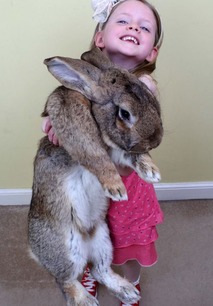 英国5岁兔子获封世界最大兔子 