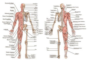 男性骨架结构图