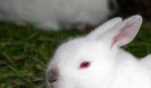 白兔眼睛为什么是红色的传说