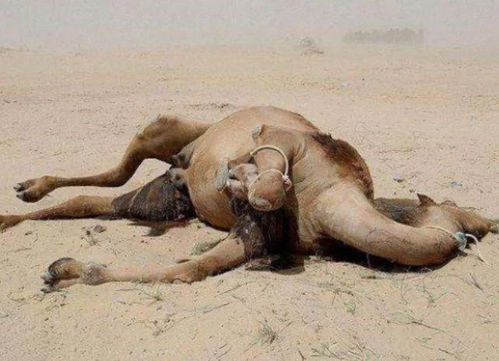关于沙漠里骆驼的诗句