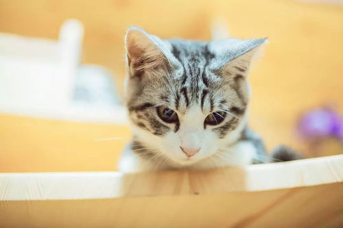 为什么猫咪能像液体一样缩在盒子里蚂蚁庄园答案