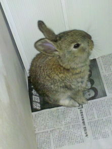 上个星期刚买了两只小兔子,便便特别少 该怎么样兔子,准备什么东西 