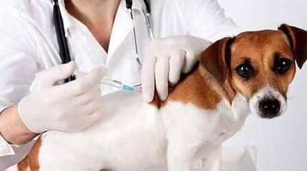 刚买回来一只小狗狗,打疫苗驱虫时候需要注意什么事项呢