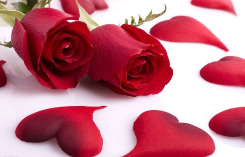 粉色玫瑰花和白色玫瑰花的花语分别是什么？