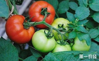 西红柿什么时候种,番茄的种植季节是什么时候