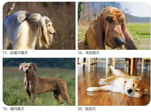 宁波人注意了 这28种烈性犬禁止饲养 