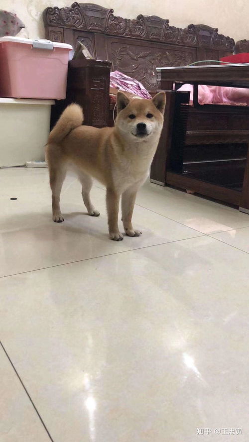 柴犬币未来能涨到一元吗知乎全文