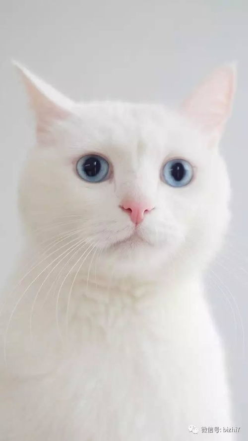 猫咪壁纸,可爱小白猫