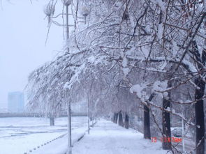 浮萍一梦 冬树逢雪 诗词吾爱网 