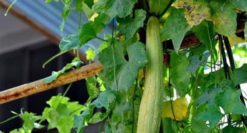 丝瓜种植小课堂:丝瓜四季种植时间和品种,湖北几月种丝瓜