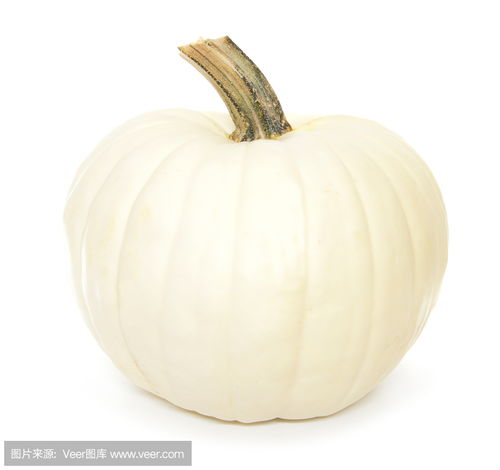 白色南瓜White pumpkin photo 