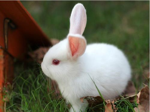 兔子的眼睛是什么颜色 
