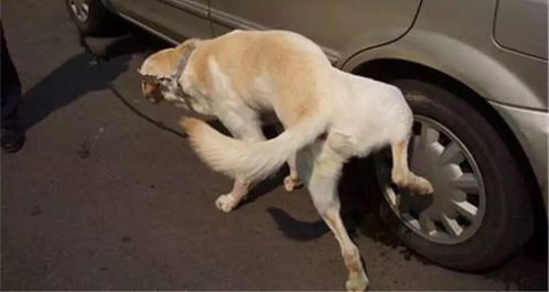 这个是真的,狗狗在轮胎上尿尿会引起车胎爆炸 