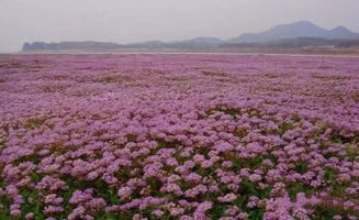 露子花的繁殖方式有哪些,生物老师