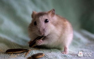 注意夏季仓鼠食物的保存 