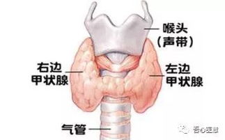 甲状腺4b一定是癌症吗(甲状腺4b是甲状腺癌吗)