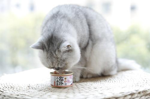 为什么猫咪吃罐头会软便