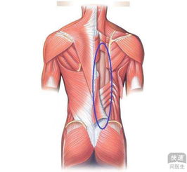 腰肌劳损要怎么检查 生活中该如何缓解此疾病症状