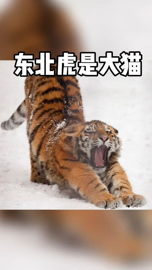 东北虎是大猫 