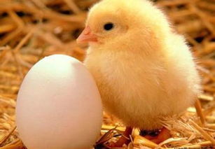 鸡从小鸡到生蛋需要多长时间 