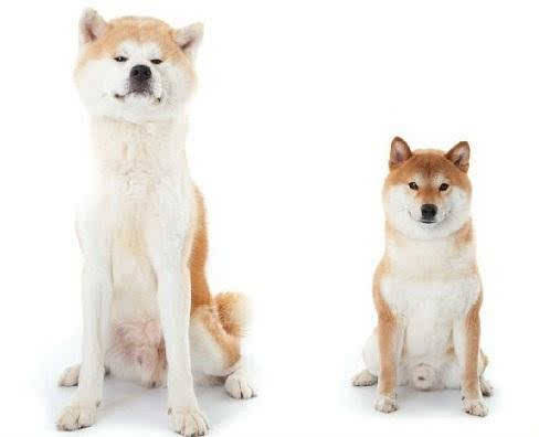 柴犬跟秋田犬有什么区别 为什么柴犬更适合家养