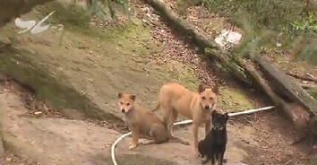 家中闻犬吠 日日难安神 文屏山庄后山流浪狗成群 狗叫声影响居民休息