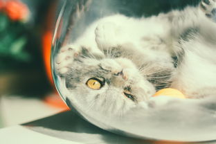 猫 球 鱼缸