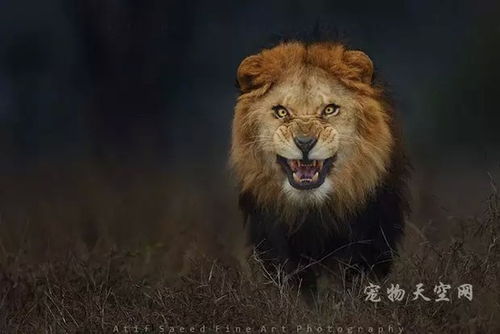 愤怒的狮子 摄影师用生命拍下这张照片 