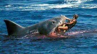 鲨鱼吃人的电影哪部最恐怖,鲨鱼吃人的恐怖电影。