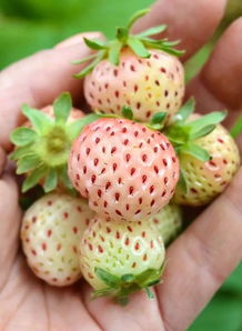 菠萝味的草莓,奶白色的果子看着就诱人,常被误以为是转基因水果