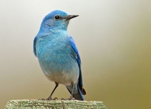 蓝知更鸟的特点,知更鸟有那些象征意义?