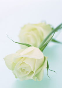 白色玫瑰花语图片大全,白玫瑰代表什么意思（白玫瑰的寓意和花语）