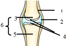 如图是关节的结构示意图,请据图回答 1 运动时减少两骨之间摩擦的是 2 运动时若不小心用力 